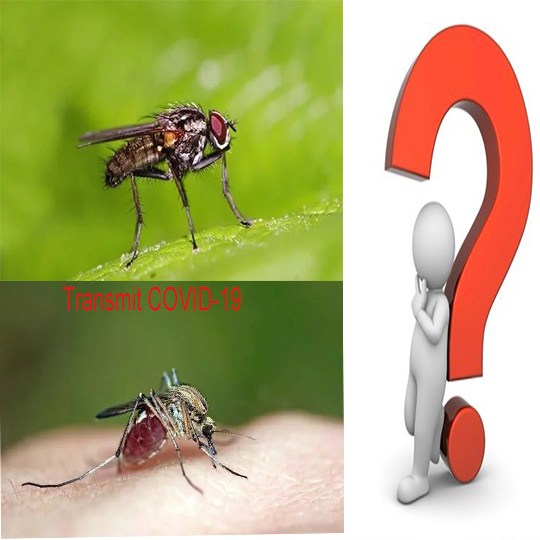 se va răspândi covidul-19 prin floarea de casă sau țânțari?